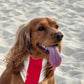 LE BANDANA BIARRITZ